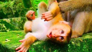 Sadness... Baby monkey Leo want milk & he try a-sk milk from his mother Libby but Libby stop feed