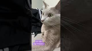 드라마 보는 고양이
