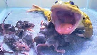 Giant Bullfrog Eats Many Baby Mouse! Asian Bullfrog Live Feeding