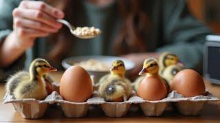 How Eating Breakfast Led Me To Hatching 17 Ducks (The Full Story)