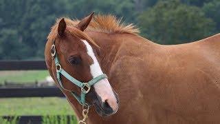 How to Recognize Anxiety, Tension, or Pain in Your Horse