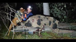 Big Tusky Boars Dogging & Meet Storm The Bull Arab