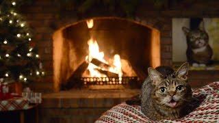 Lil BUB's Magical Yule LOG Video 2016