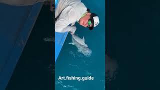 Отпускание гигантского GT! Мальдивы. #fishing #fishingvideo #maldives