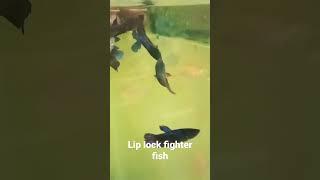 Lip lock fighter fish | female fighter fighting scene | Chennai RR Aquarium