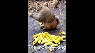 the monkey king || nk music official