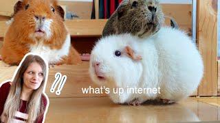 I Caught My Guinea Pigs Doing What Now?!