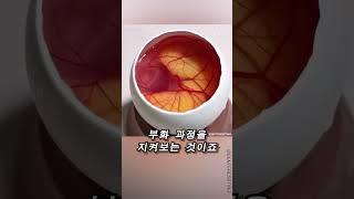충격적인 병아리의 탄생!