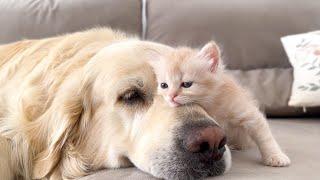 KITTEN Falls In Love With GOLDEN RETRIEVER!