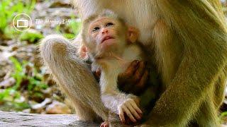 Pity face of new baby monkey begging milk from beautiful mother