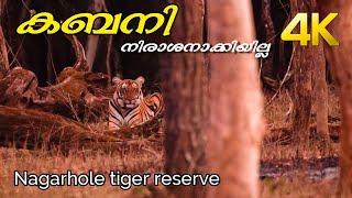 Kabini Wildlife Safari | Close Encounter with Tiger | Nagarhole National Park