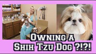 Owning a Shih Tzu Dog? | Cuteness Overload