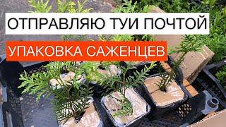 ОТПРАВЛЯЮ ТУИ ПОЧТОЙ! УПАКОВКА САЖЕНЦЕВ | САДОВЫЕ ДЕЛА #туипочтой #упаковкасаженцев #саженцы