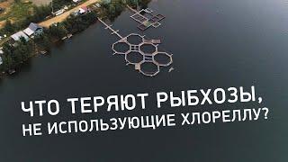 Как хлорелла влияет на воду в водоеме? Хлорелла Альготек на рыбном хозяйстве Тучковском.