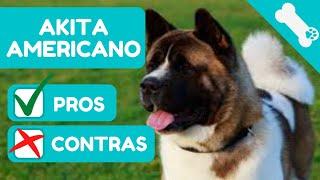   VENTAJAS y DESVENTAJAS de tener un AKITA AMERICANO  PROS  CONTRAS de Perro AKITA AMERICANO