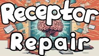 How To Upregulate Dopamine Receptors After Porn Addiction / Repair Dopamine Receptors (in General)