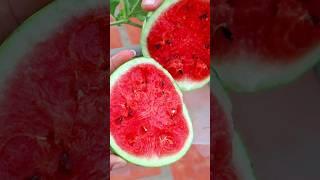 Watermelon cutting  #watermelon #v87garden#shorts