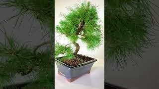 Stunning Hardy Evergreen Mediterranean Aleppo Pine Bonsai in Sleek Black Pot