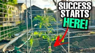 Tomato Planting 101: Tips And Tricks For SUCCESS!