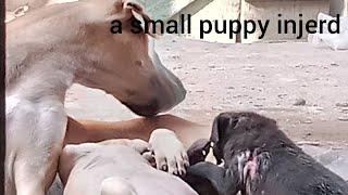 a small puppy it was injerd AG bhatti vlog