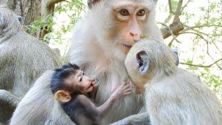 Baby monkey close breast​​ mom to prevent adult monkeys from breastfeeding