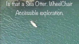 Is that a Sea Otter? Is that a Bald Eagle. Accessible travel exploration.