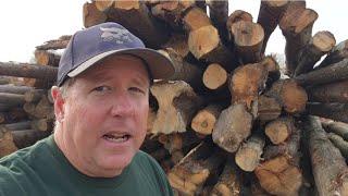 Feeding A Firewood Processor is a Big Job