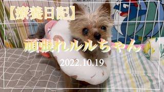 【療養日記】頑張れルルちゃん 〜2022.10.19〜 #yorkie #yorkshire #yorkshireterrier #頑張れルルちゃん