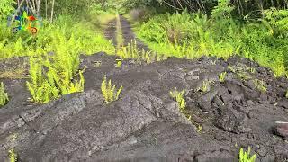 House disappeared under lava from the Kilauea Volcano Eruption of 2018 in Leilani Estates