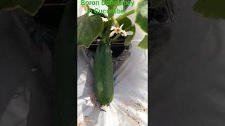 Boron Deficiency in Cucumber #vegetables #farmer #farming #agriculture #cucumber