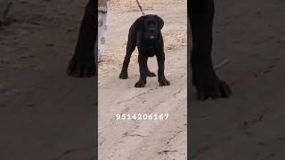 Canecorso World Level Quality #7550386167