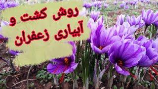 روش کشت زعفران | روش کاشت، داشت و برداشت زعفران از صفر تا صد | انواع کاشت زعفران | روش آبیاری زعفران