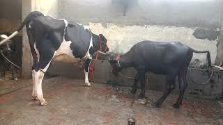 94654-33210,  hf cow te jhooti sale area barnala