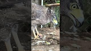 #Hawk #Eagle #Owl #Wildlife #Animal #EagleHawkOwl hawk vs snake, Owl vs snake fight, Eagle Vs Snake,