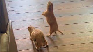 Two Prairie Dogs Get on to Mischief in New Home | Cuddle Buddies