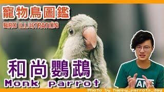 和尚鸚鵡好養嗎?你不會相信的和尚鸚鵡！Monk Parrot illustrated book ft.鳥友們.快樂鳥日子【鸚鵡小木屋】【寵物鳥圖鑑EP2】