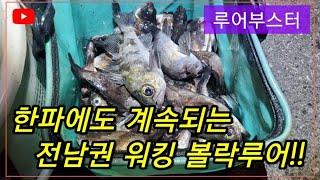 한파와 싸우며 계속되는 워킹 볼락루어 낚시!!(루어부스터)