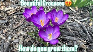 Crocus Tour + How to grow crocuses