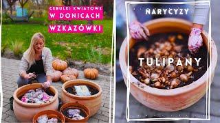 Tulipany. TRIKI na kwitnienie tulipanów, narcyzów, hiacyntów. Sadzimy cebulki kwiatowe w donicach.