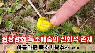 【약초대학TV】심장기능 강화.독소배출의 신화적 존재 아름다운 독초, 복수초 이야기