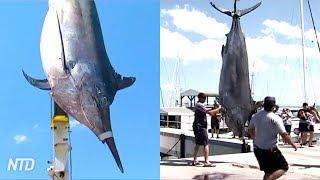 Massive 1433-Pound (650kg) Black Marlin Caught off Australia Coast