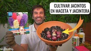 Cómo PLANTAR JACINTOS en maceta o jacintera de agua: BULBOS DE OTOÑO en casa || en20metros