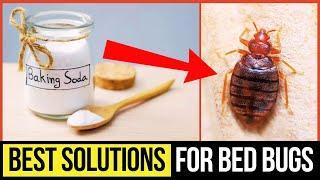 Most Effective Bed Bug Home Remedies That Actually Work