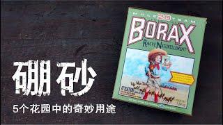 5个硼砂在花园中意想不到的用途：/ 5 Uses For Borax In The Garden【种菜养花】