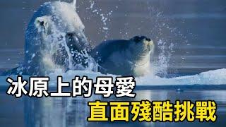 冰原上的母愛：北極熊媽媽帶幼崽，直面殘酷挑戰 #nature #wildlife #animal #wildanimals #animals