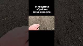 Гербицидная обработка сахарной свёклы #сельскоехозяйство #агротехнологии #farming #свекла #гербициды