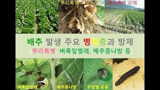 배추에 발생하는 주요 병해충과 방제(배추 정식기부터 후기관리까지)