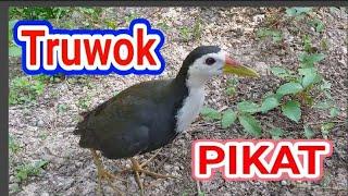 Suara pikat ruak ruak Ampuh | waterhen sound | night bird sound | voice chim quock 83