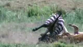 lion vs zebra