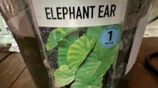 How I’m starting my Elephant Ear 